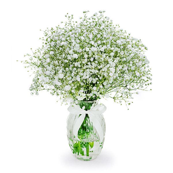 White Gypsophila Arrangement