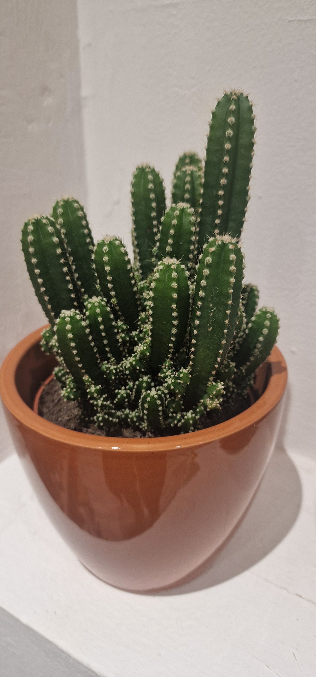 Sculptural Cactus