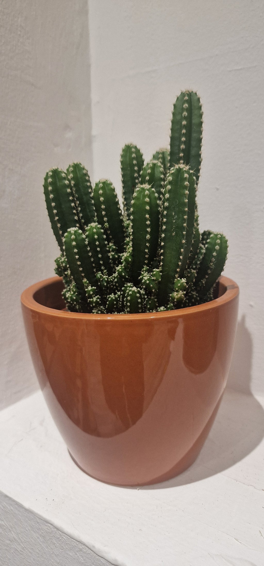 Sculptural Cactus