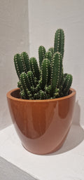 Sculptural Cactus