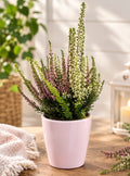 🌿 Elegant Heather – A Touch of Autumn Charm