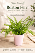 🌿 Boston Fern – A Touch of Nature
