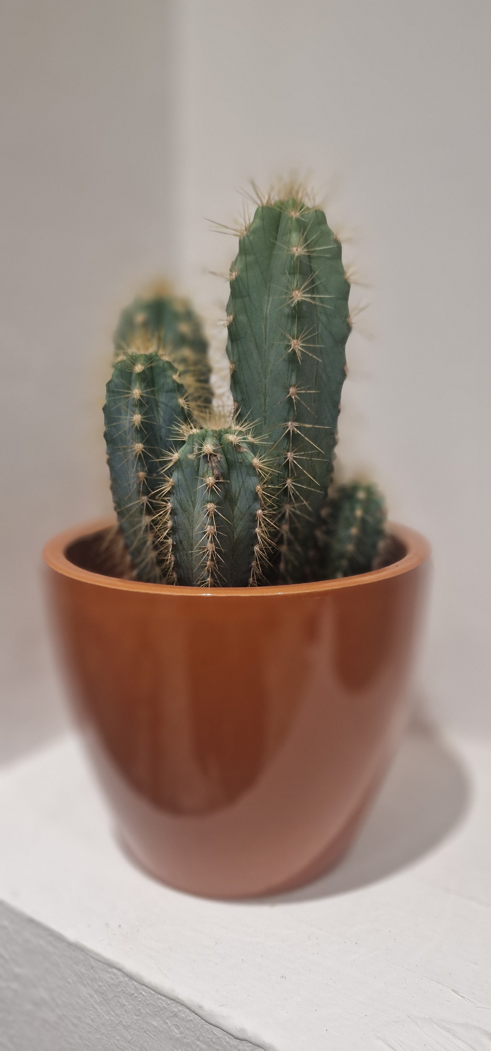 Sculptural Cactus
