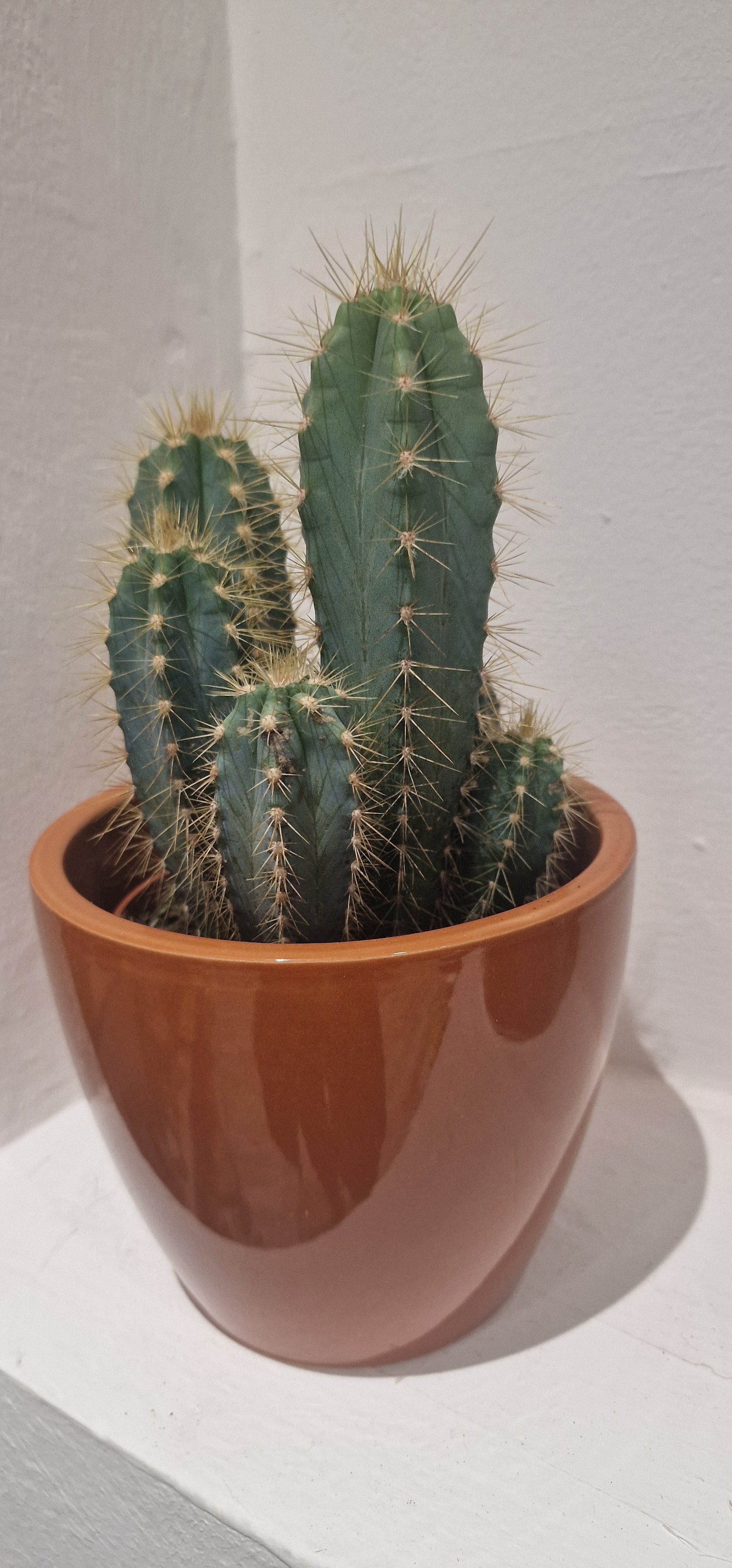Sculptural Cactus