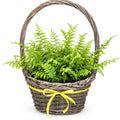 Woodland Fern Basket