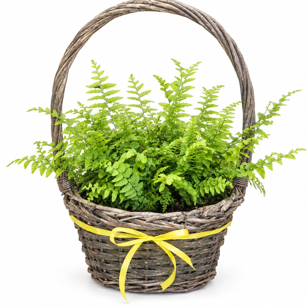 Woodland Fern Basket